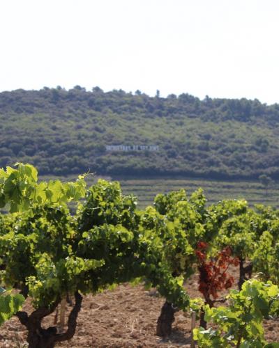 Rhone Vineyard Rhone Vineyard