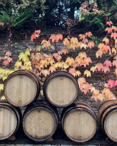 Burgundy17 burgundy2017