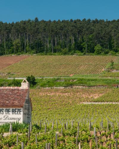 Côte-Rôtie cote-rotie