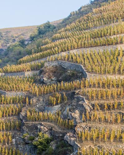 Côte-Rôtie cote-rotie