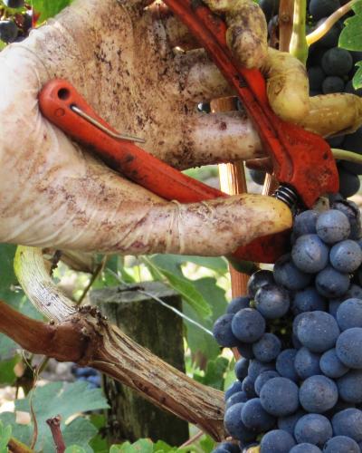 Harvest Harvest
