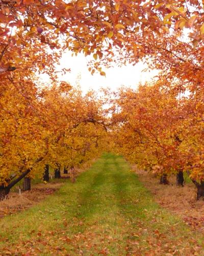Orchard Orchard