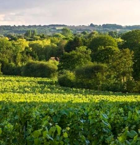 Gusbourne Estate Vineyard