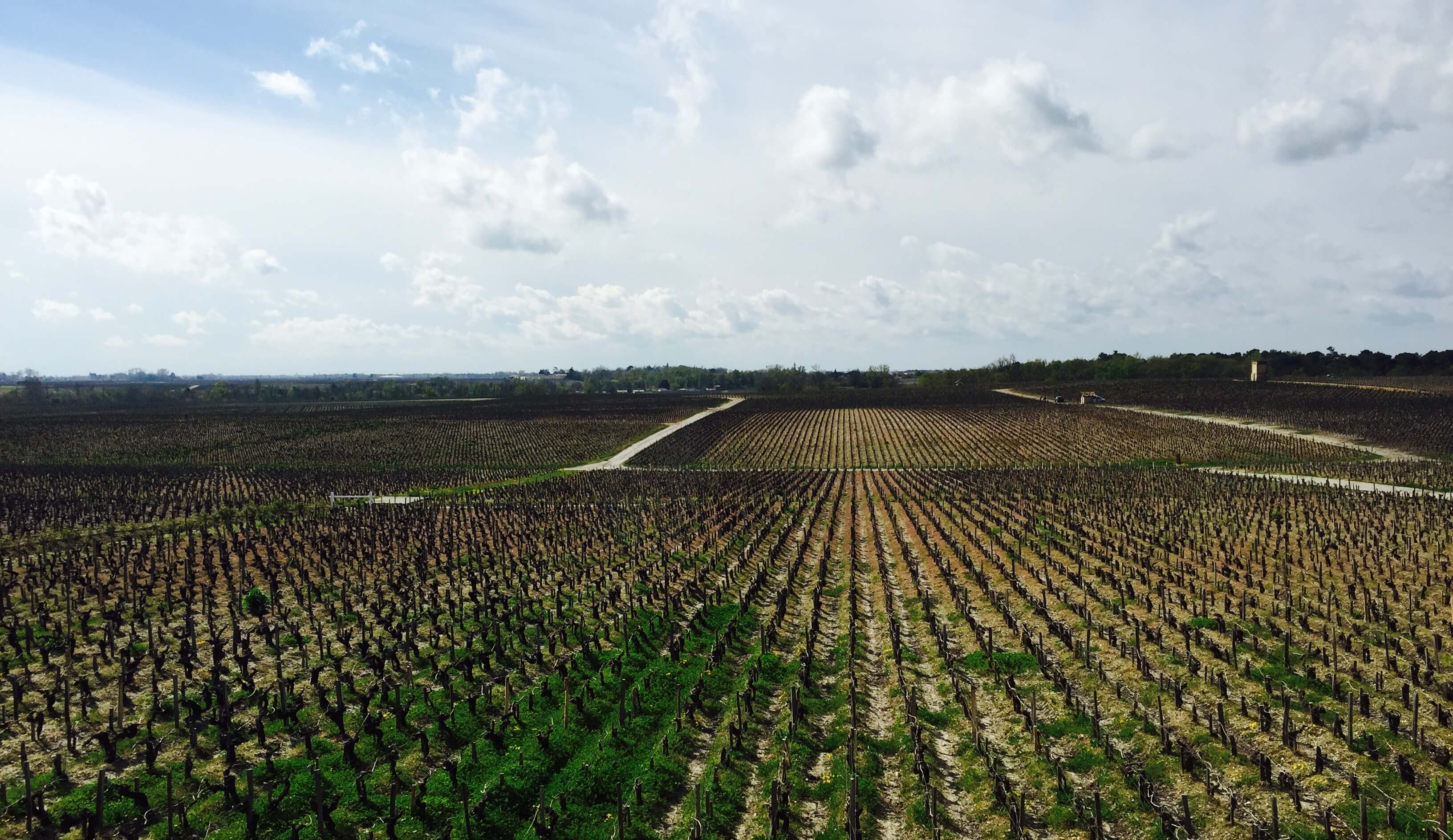 Pauillac Vineyards